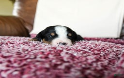 Greater Swiss Mountain Dog dogs for sale: Felix - Image 2