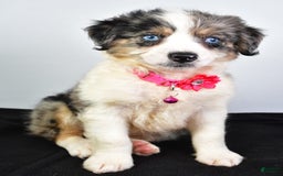 Mini Aussiedoodle dogs for sale: April - Image 4