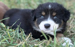 Australian Shepherd dogs for sale: Colin - Image 1