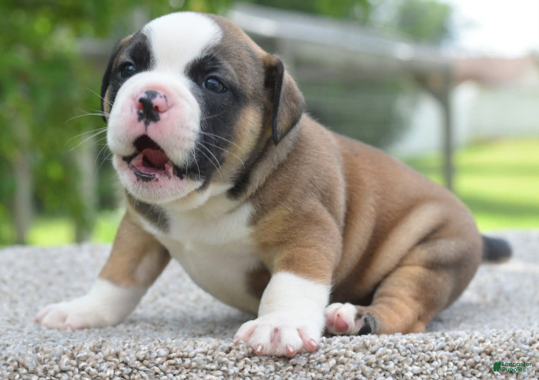 French Bulldog dogs for sale: Bentley mini bulldogge - Image 9