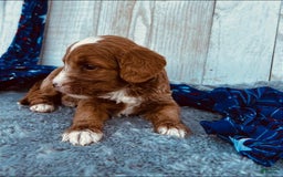 Mini Goldendoodle dogs for sale: Moxy Mini F1b - Image 3