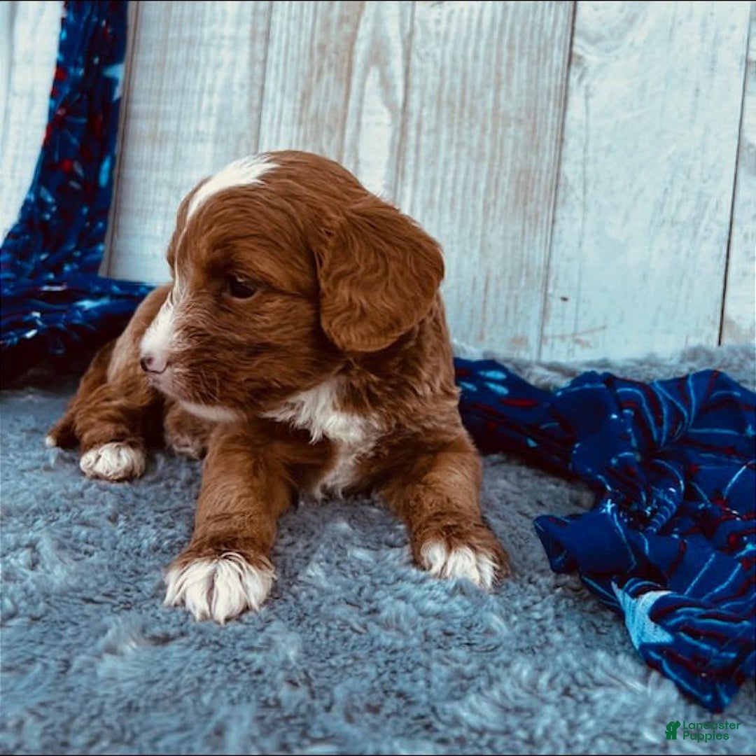 Mini Goldendoodle dogs for sale: Moxy Mini F1b - Image 3