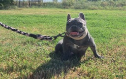 French Bulldog dogs for sale: Grey collar - Image 7
