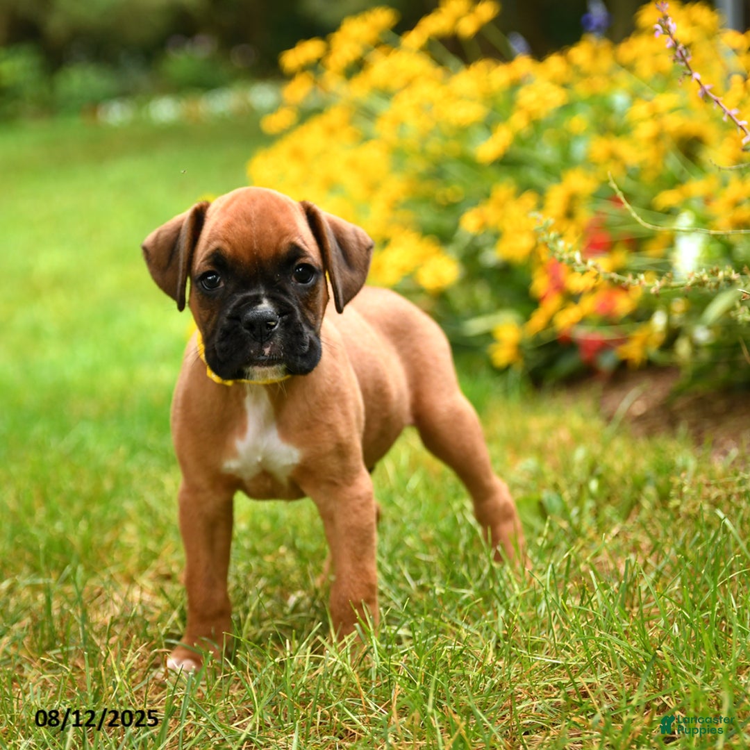Boxer dogs for sale: Katmai - Image 5