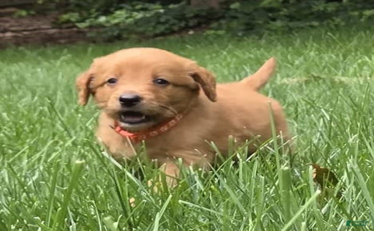 Goldendoodle dogs for sale - Ad 2