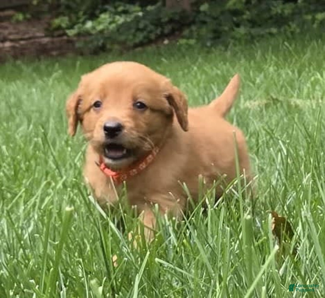 Goldendoodle dogs for sale: Robyn - Image 1