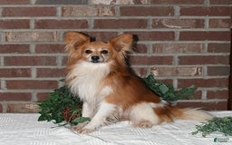 Papillon dogs for sale: Shadow - Image 5