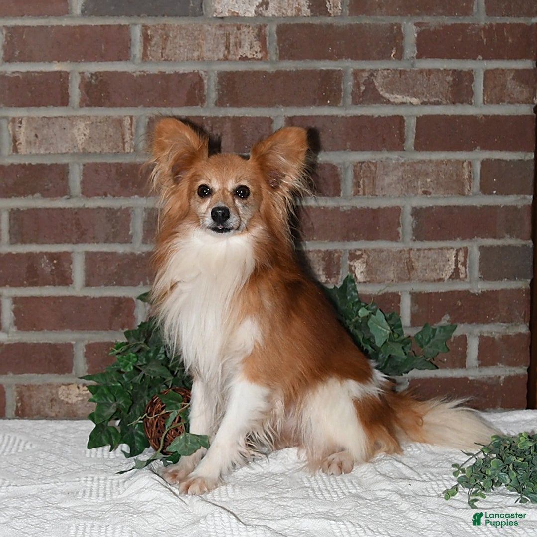 Papillon dogs for sale: Shadow - Image 5