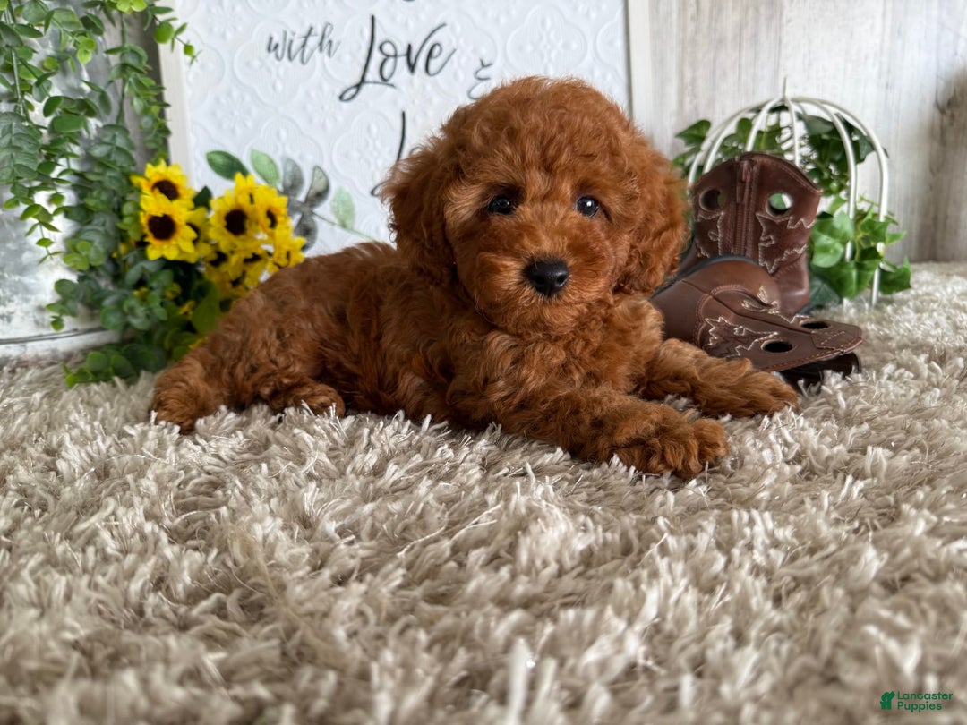 Toy Poodle dogs for sale: Kenzo - Image 1
