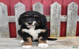 Bernedoodle dogs for sale: Kyla - Image 10