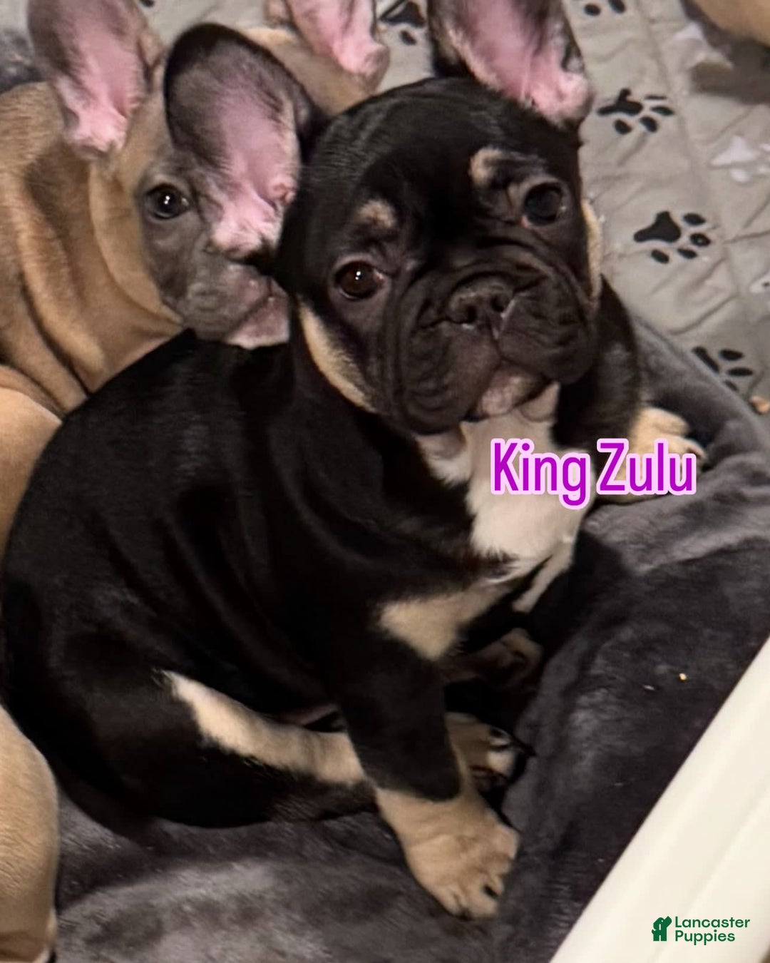 French Bulldog dogs for sale: Smokey - Image 6