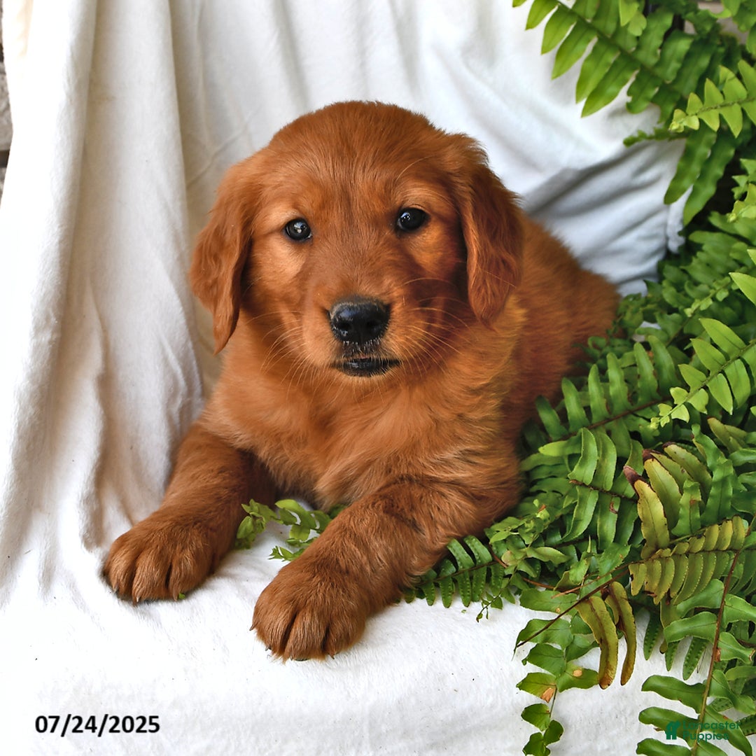 Golden Retriever dogs for sale: Amethyst - Image 2