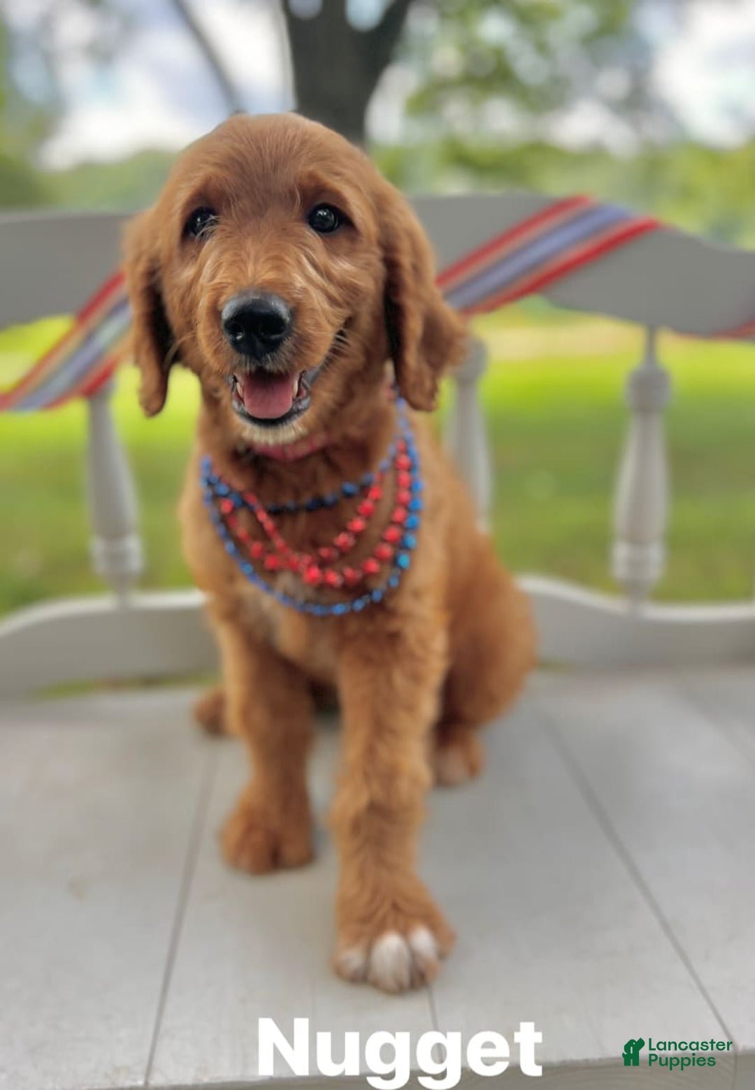 Goldendoodle dogs for sale: Nugget - Image 8