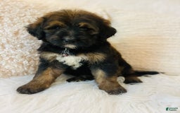 Bernedoodle dogs for sale: 💚 Kiwi Splash - Image 4