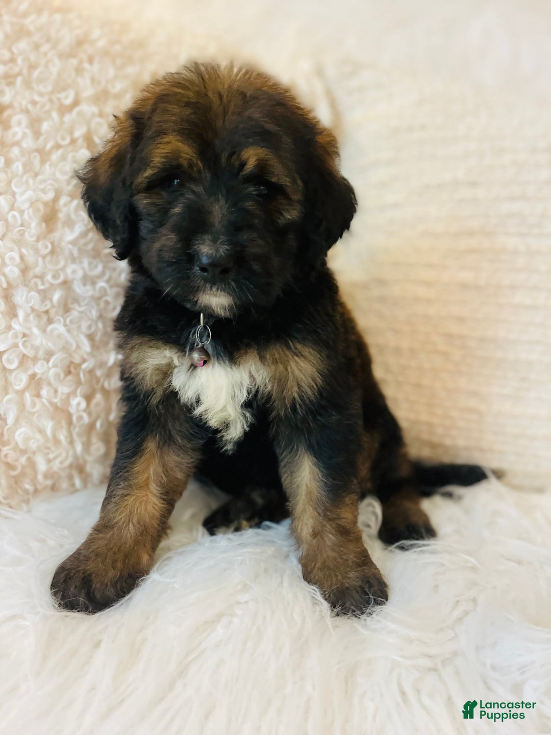 Bernedoodle dogs for sale: 💚 Kiwi Splash - Image 4