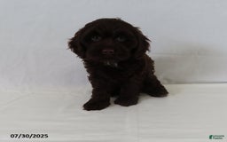Cockapoo dogs for sale: Twilight - Image 2