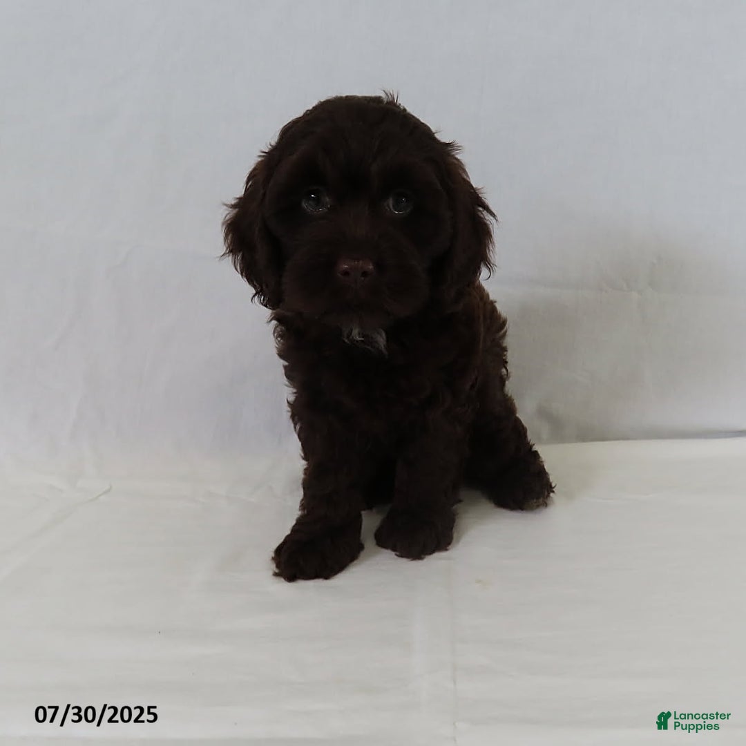 Cockapoo dogs for sale: Twilight - Image 2