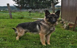 German Shepherd dogs for sale: Jeneau - Image 7