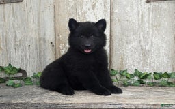 categoriesInfo:categoryAttributeOptions.pets.dogs.breed.belgianGroenendael dogs for sale: Onyx - Image 1