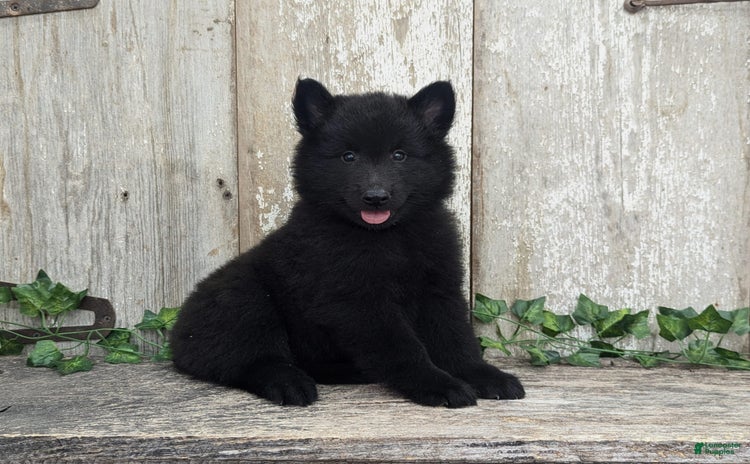 categoriesInfo:categoryAttributeOptions.pets.dogs.breed.belgianGroenendael dogs for sale - Ad 3