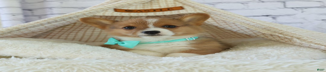 Gus