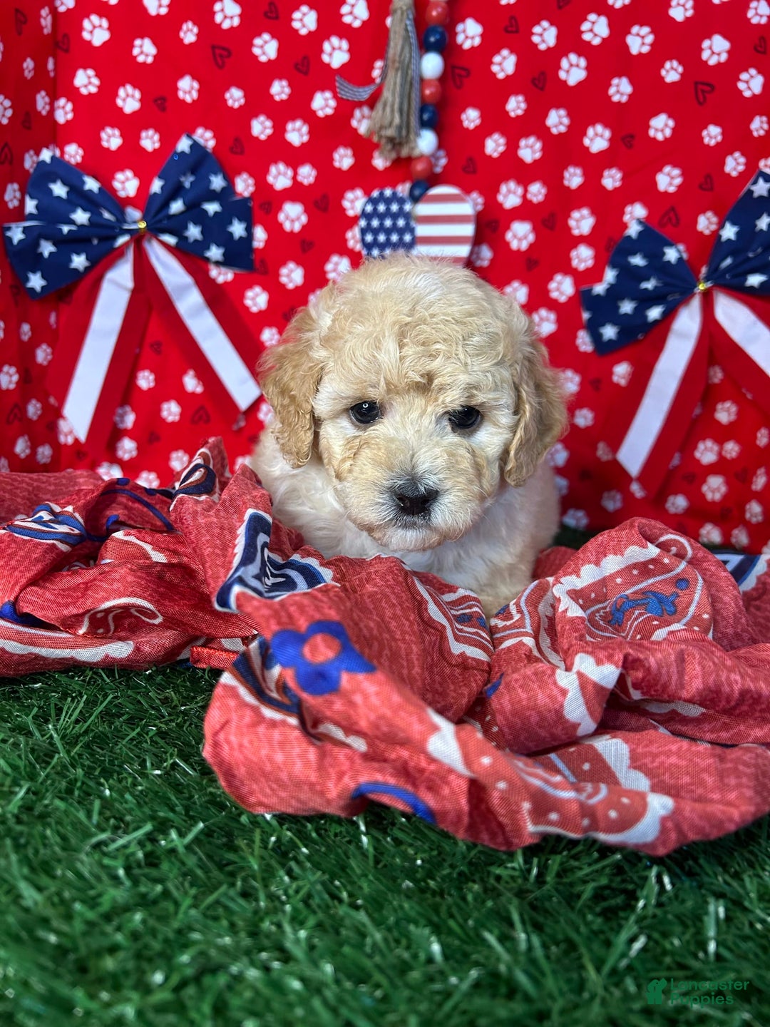 Miniature Poodle dogs for sale: Rosy - Image 4