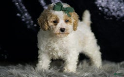 Maltipoo dogs for sale: Stache - Image 6