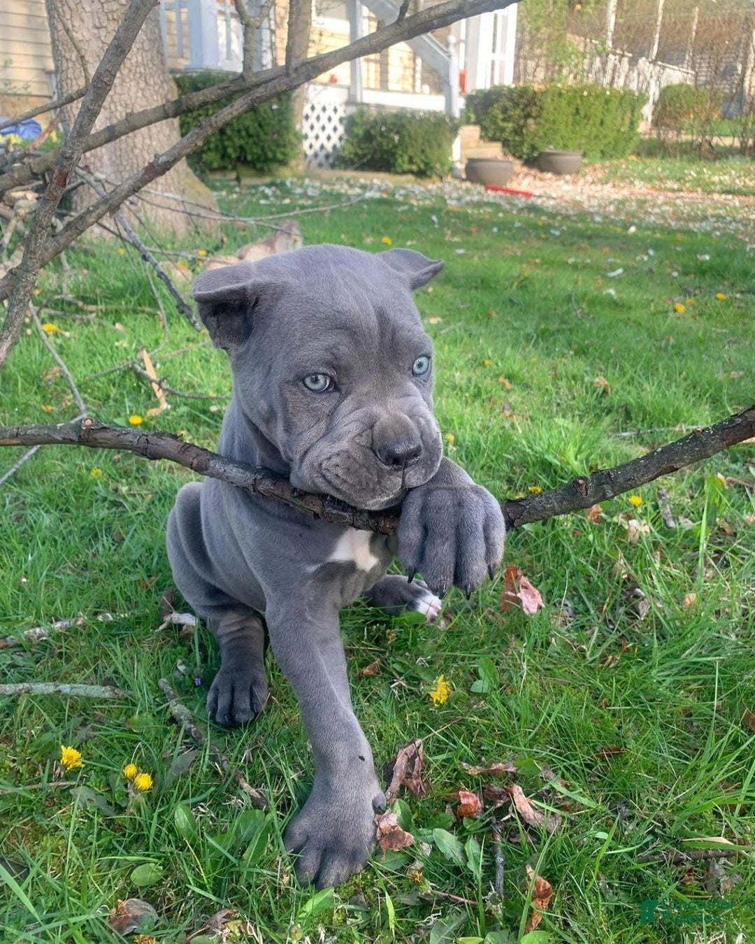 Cane Corso dogs for sale: Draco - Image 2