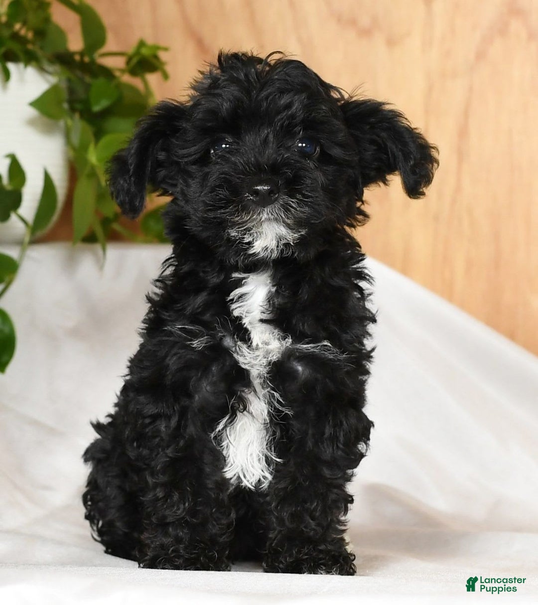 Yorkiepoo dogs for sale: Teddy - Image 1