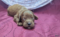 Cavapoo dogs for sale: Zeus - Image 16