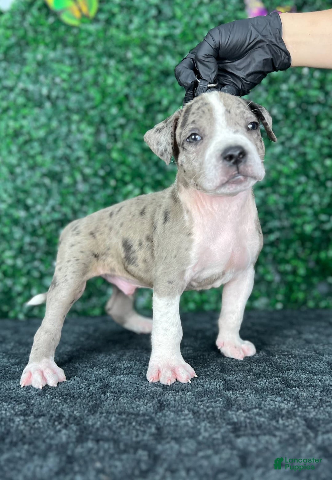 American Bully dogs for sale: Sammy - Image 1