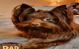 Yorkshire Terrier dogs for sale: Zelie - Image 8