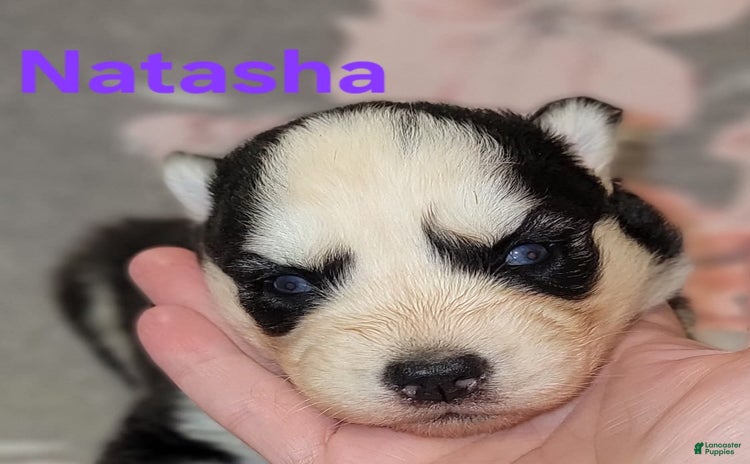 Siberian Husky dogs for sale - Ad 2
