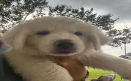 Great Pyrenees dogs for sale: Boy 1 - Image 1