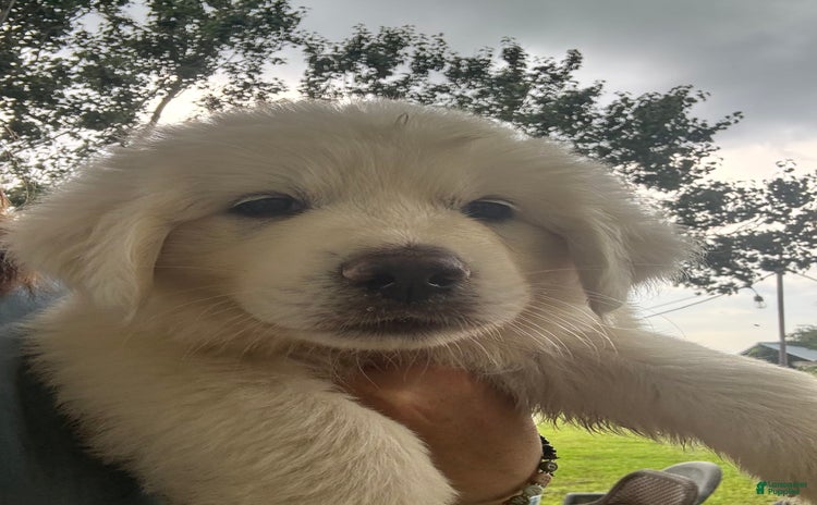 Great Pyrenees dogs for sale - Ad 1