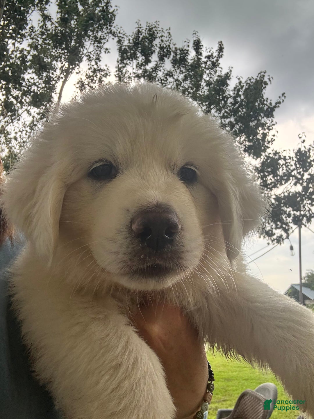 Great Pyrenees dogs for sale: Boy 1 - Image 1