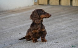 Dachshund dogs for sale: Colorado - Image 8