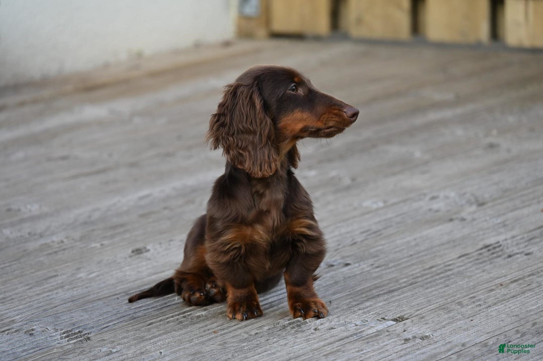 Dachshund dogs for sale: Colorado - Image 8