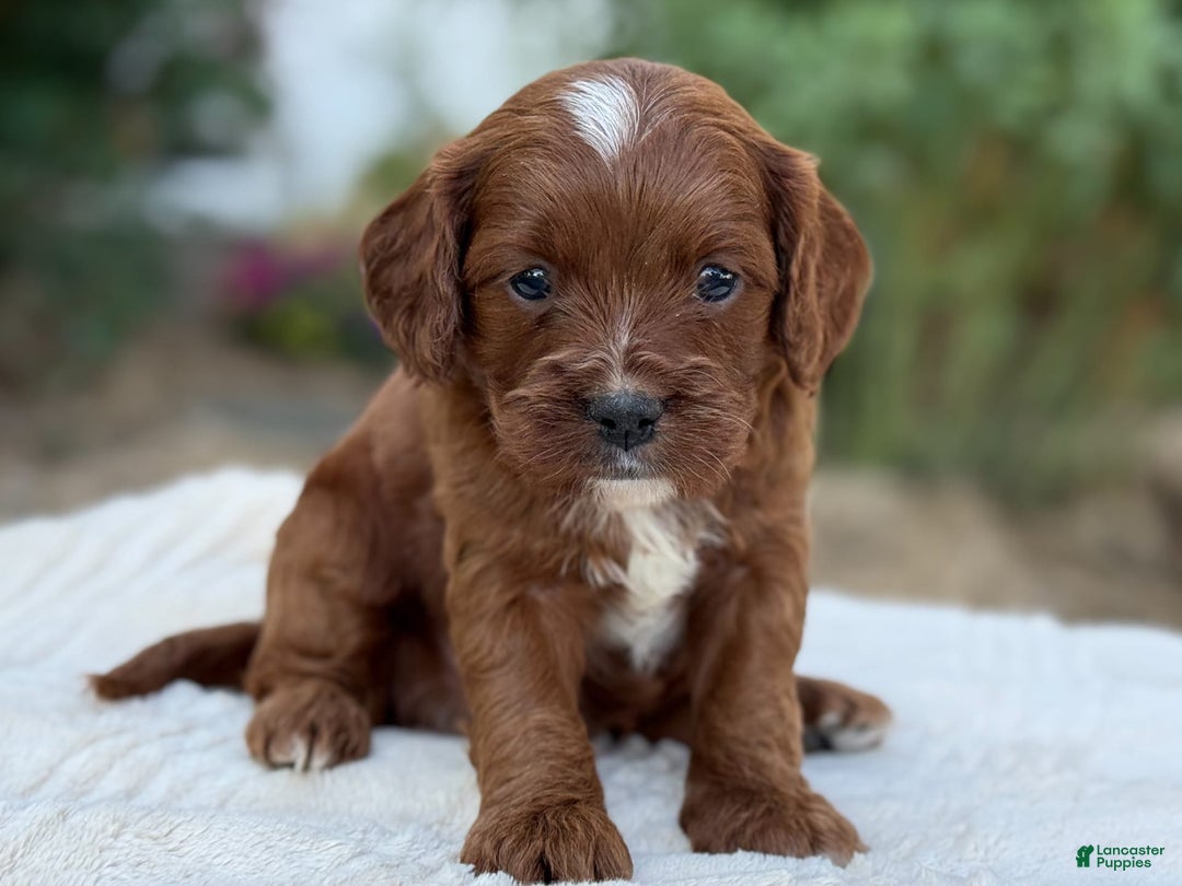 Cavapoo dogs for sale: Lincoln - Image 12