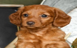 Miniature Dachshund dogs for sale: Elsa - Image 8