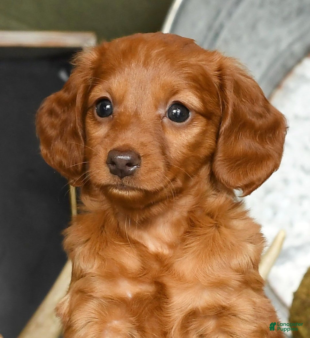 Miniature Dachshund dogs for sale: Elsa - Image 8