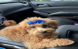 Mini Goldendoodle dogs for sale: Ami - Image 5