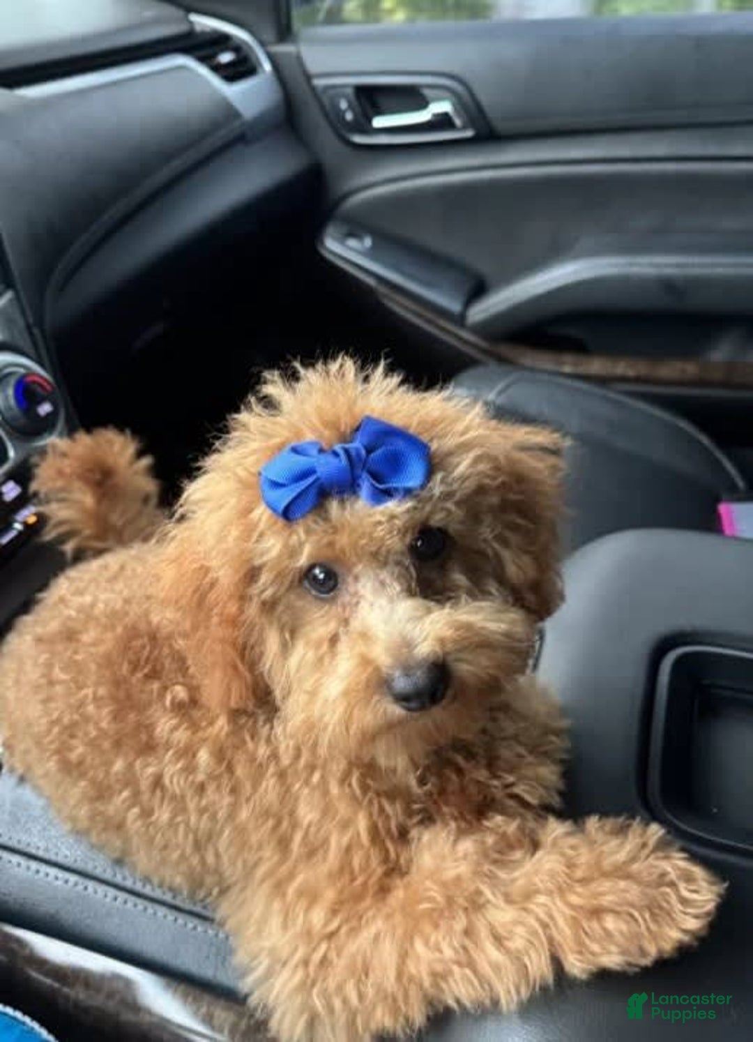 Mini Goldendoodle dogs for sale: Ami - Image 5