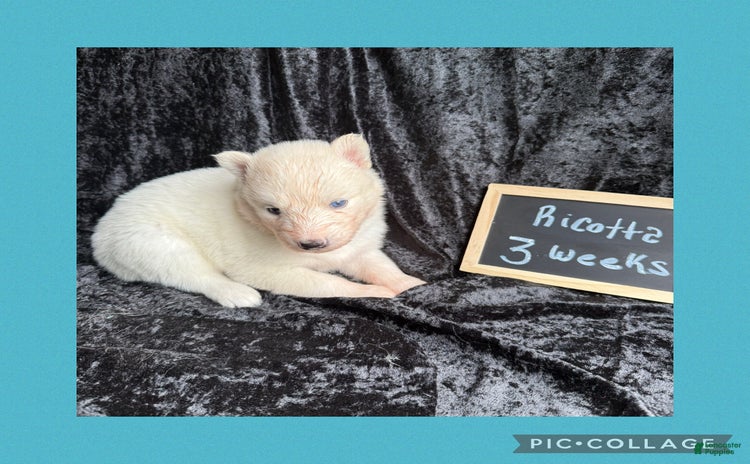 Siberian Husky dogs for sale - Ad 5