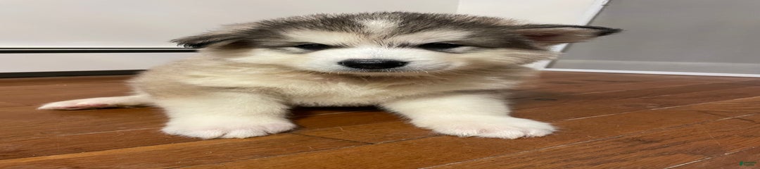 Koda