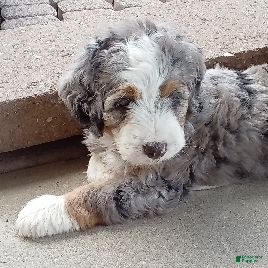 Mini Bernedoodle dogs for sale: Mia - Image 2