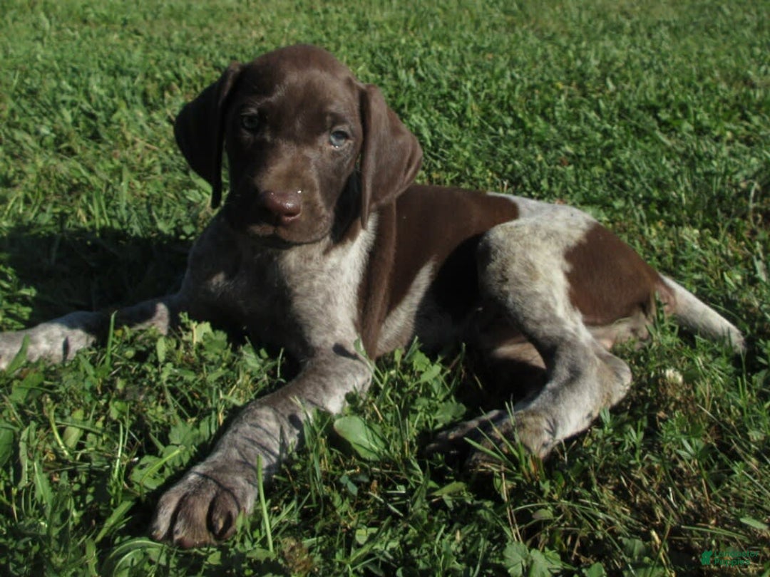 German Shorthaired Pointer dogs for sale: Chad - Image 2