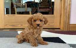 Cockapoo dogs for sale: Terrance - Image 8