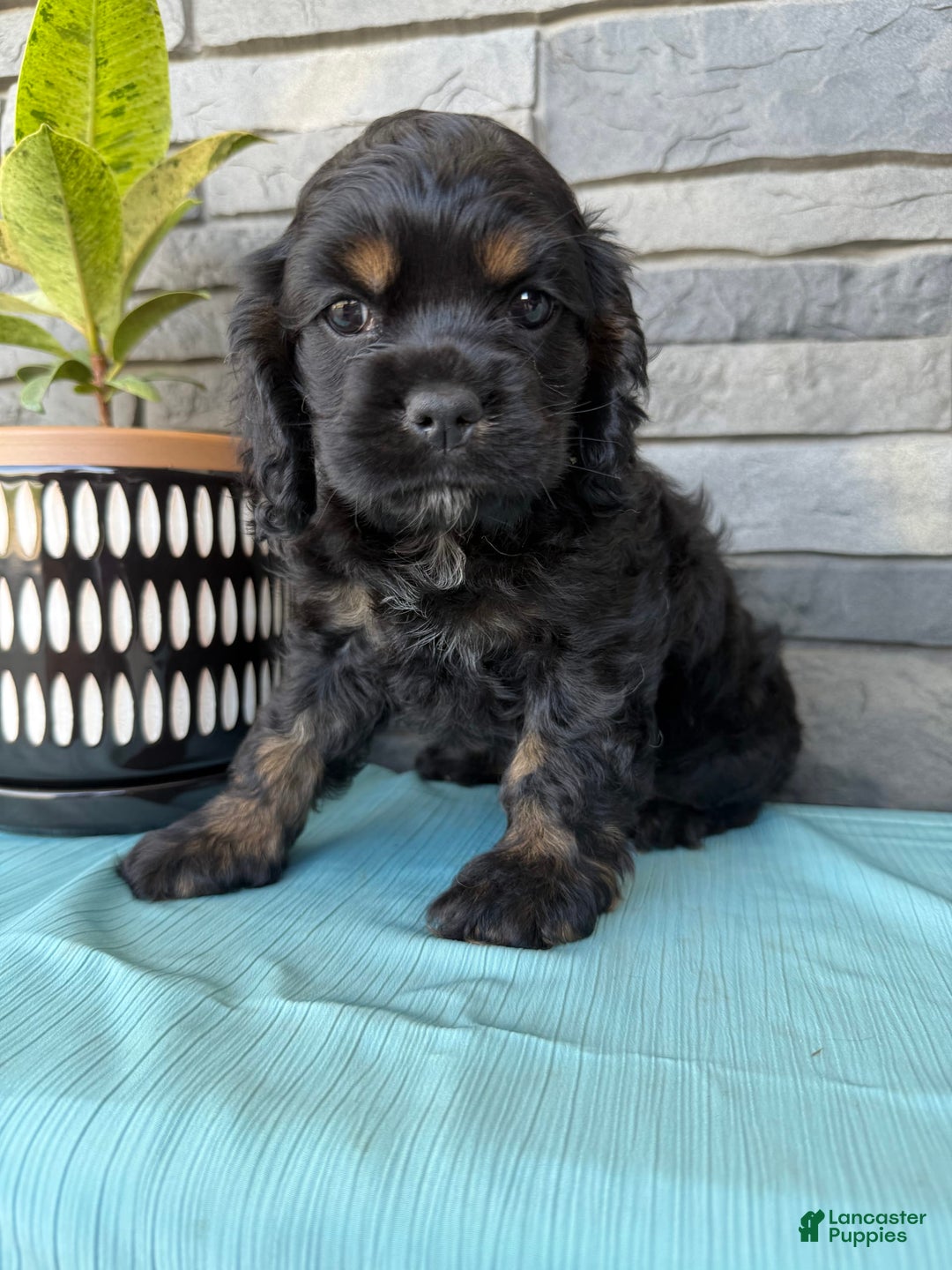 Cocker Spaniel dogs for sale: Tara - Image 4