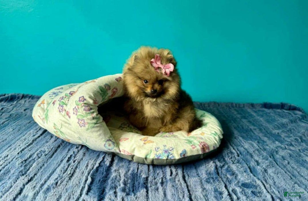Pomeranian dogs for sale: Kayla - Image 2